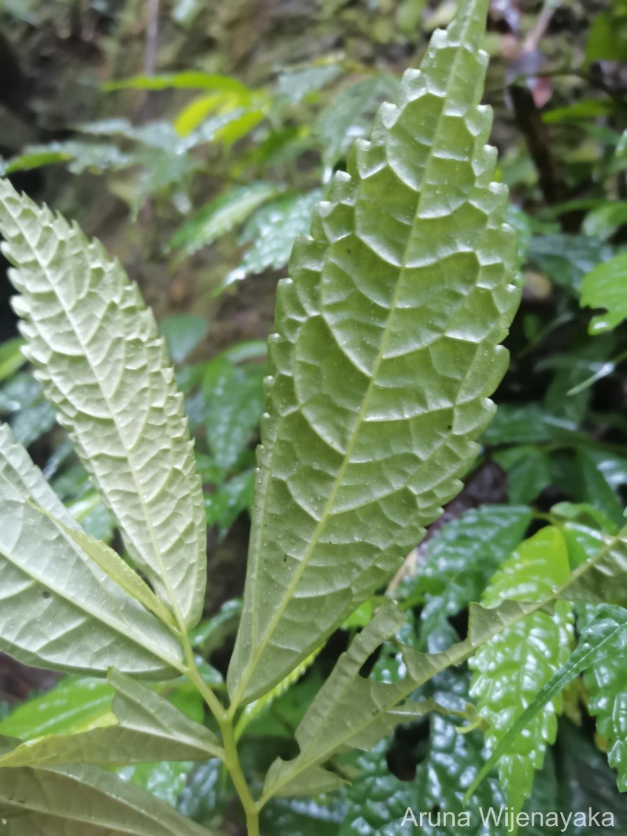 Elatostema acuminatum (Poir.) Brongn.